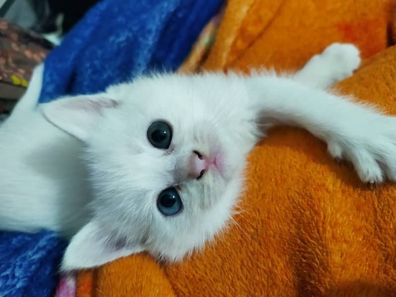 persian / kittens / cats / male / female / kittens for sale 8