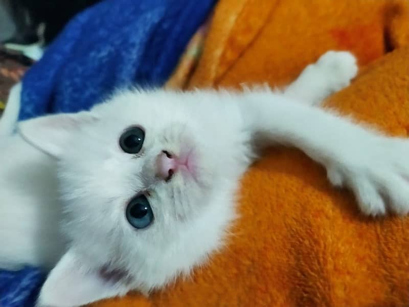 persian / kittens / cats / male / female / kittens for sale 9