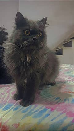 persian cat female