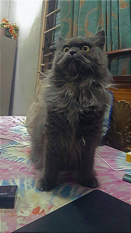 persian cat female 1