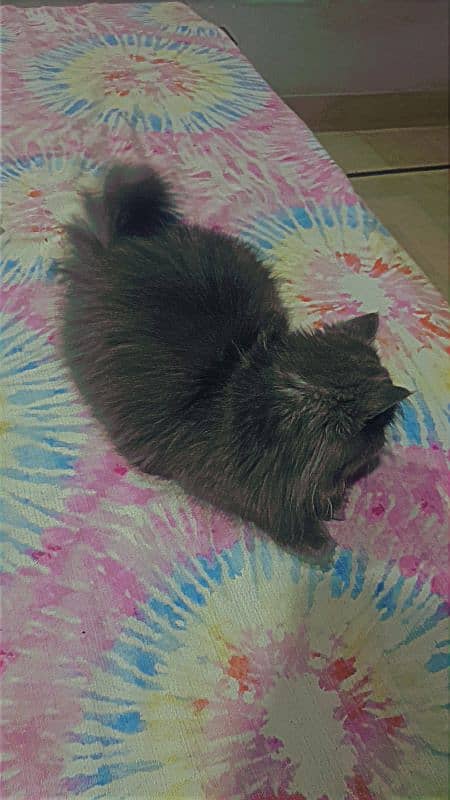 persian cat female 3