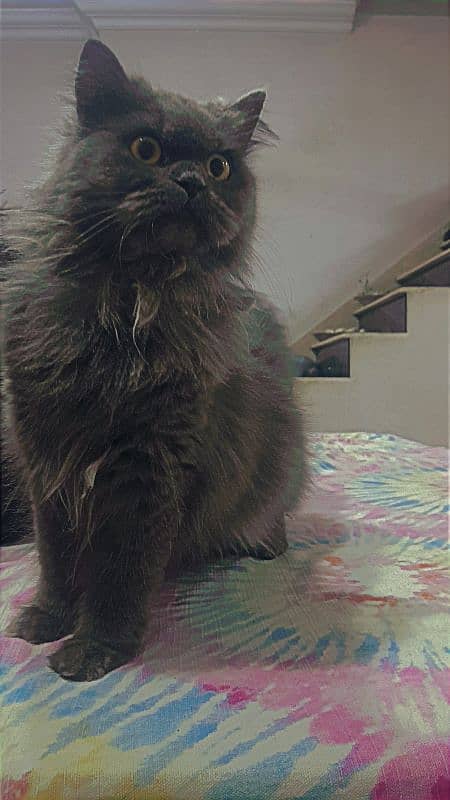 persian cat female 4