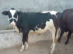 American imported Friesian For sale. 03225189907.