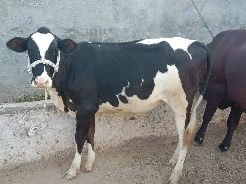 American imported Friesian For sale. 03225189907. 0