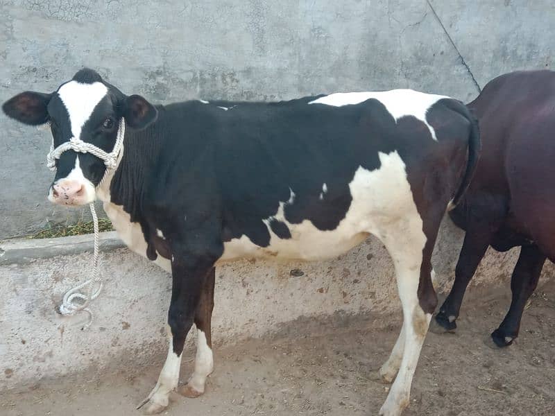 American imported Friesian For sale. 03225189907. 1