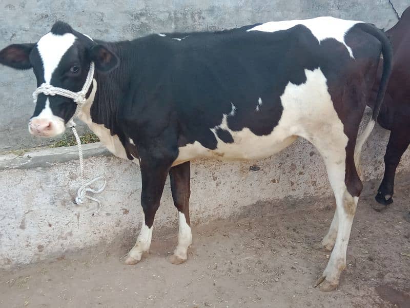 American imported Friesian For sale. 03225189907. 2