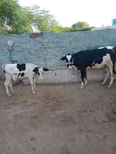 American imported Friesian For sale. 03225189907. 3