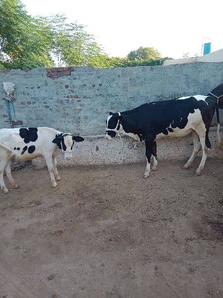 American imported Friesian For sale. 03225189907. 4