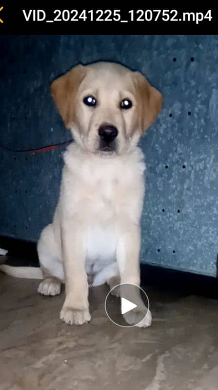 British labrador pup for sale 1