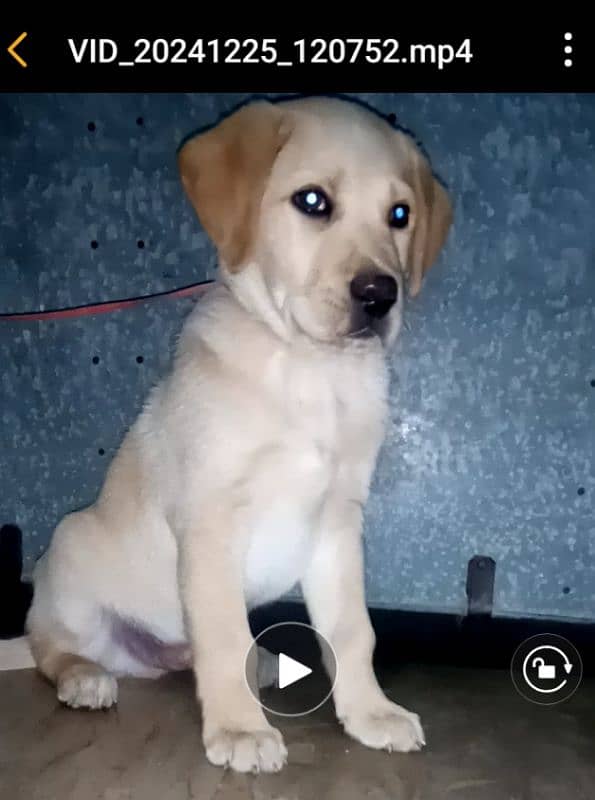 British labrador pup for sale 2