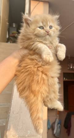 High quality persian female kitten for sale