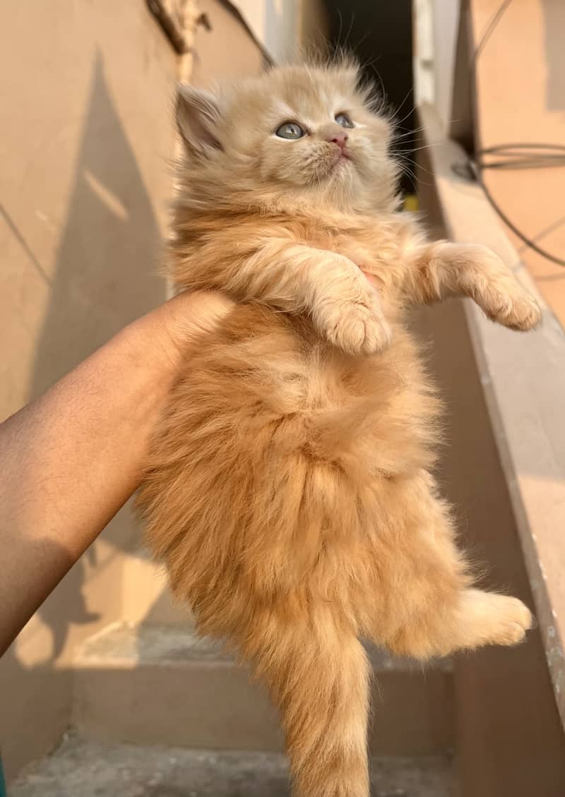 High quality persian female kitten for sale 1