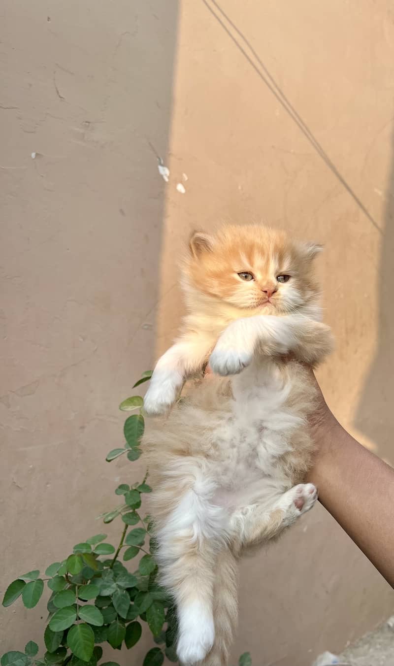 High quality persian female kitten for sale 2