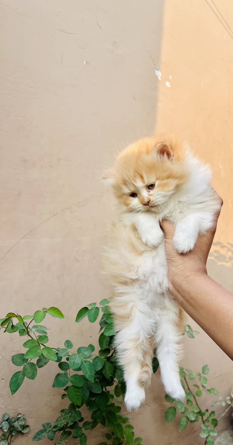 High quality persian female kitten for sale 3