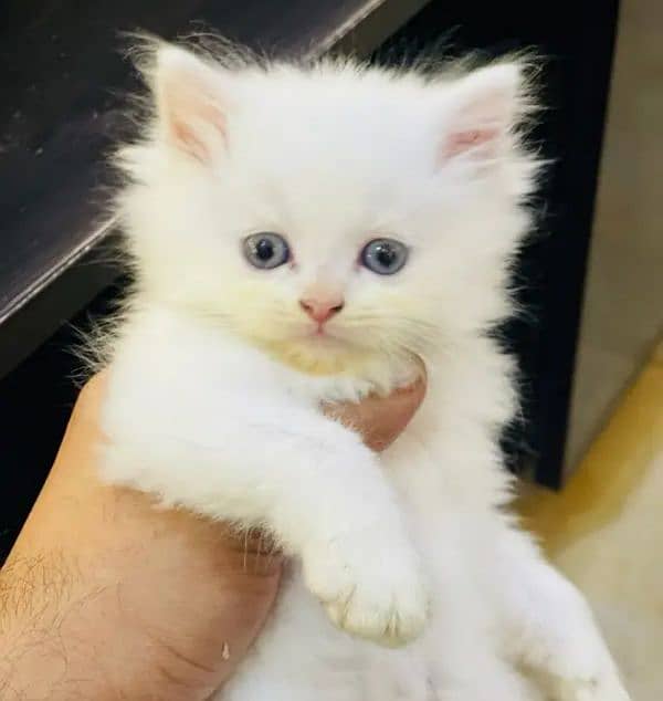 Persian cat for Sale 1