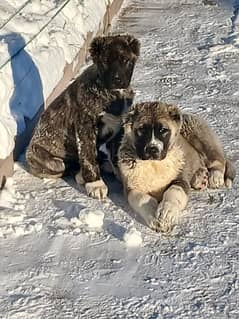 Imported Caucasian Shepherd puppies available for booking