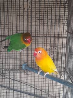 Love Birds