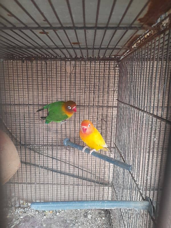 Love Birds 1