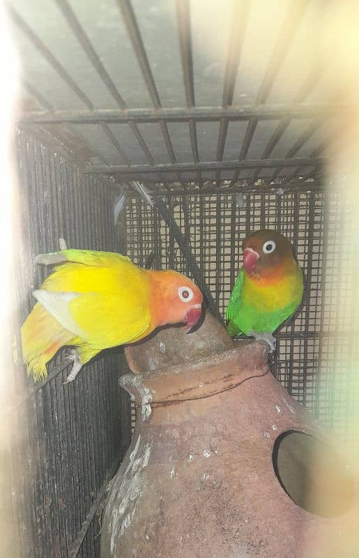 Love Birds 2