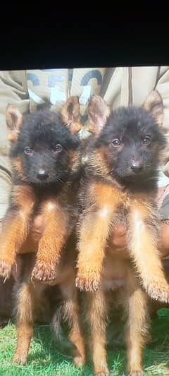 German Shepherd Dubal Cout pair 55 day for Sale