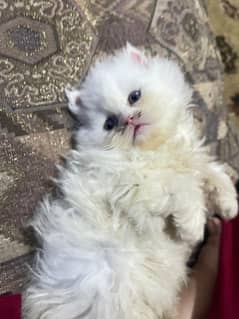 White Persian Kitten Triple Coated