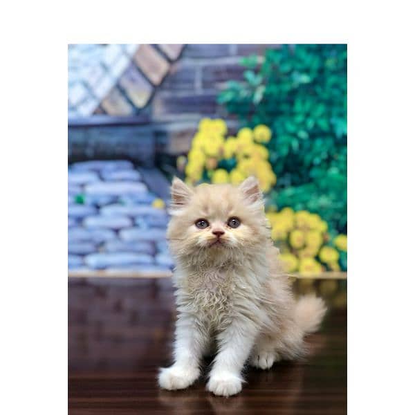 Persian hamalian british punch face piki face cat's and kitten's 16