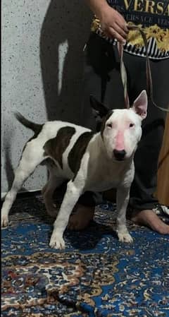 Bull terrier puppy available for sale