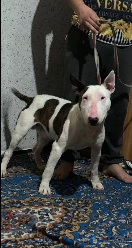 Bull terrier puppy available for sale 0