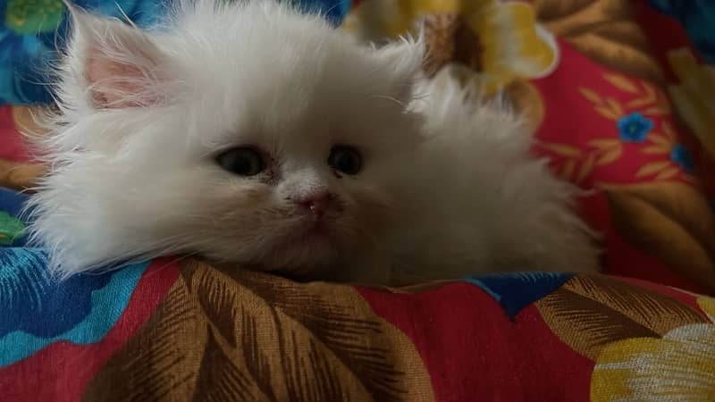 White Persian Kitten Triple Coated 0