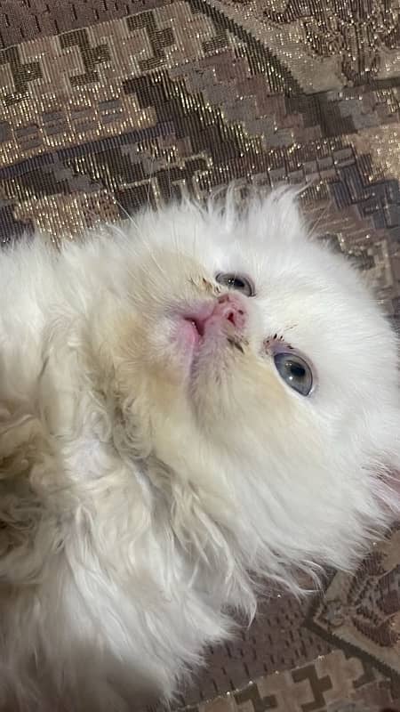 White Persian Kitten Triple Coated 1