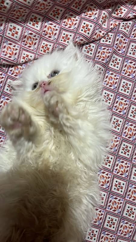 White Persian Kitten Triple Coated 2