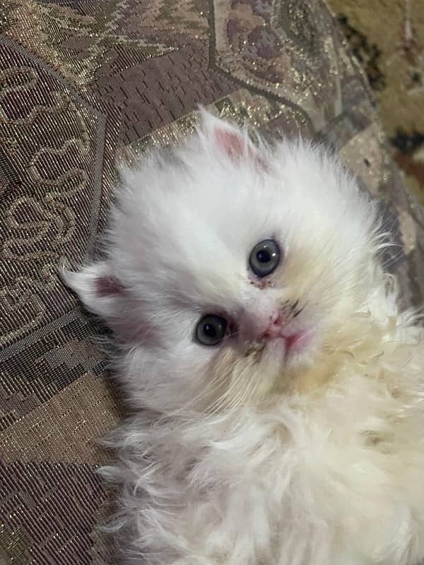 White Persian Kitten Triple Coated 4