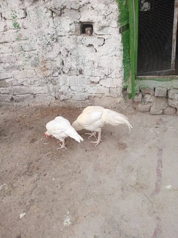 Heera pair available 3