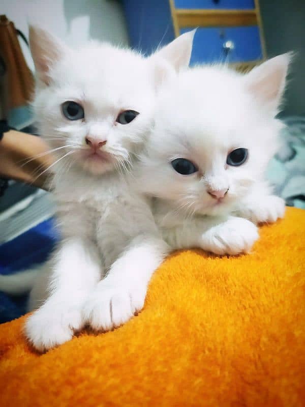 Persian kittens/ cats / female and male for sale 0