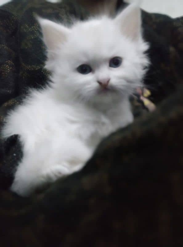 Persian kittens/ cats / female and male for sale 1