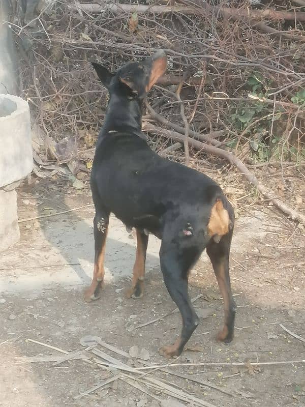 doberman breedr female gurantee breedr hy 0