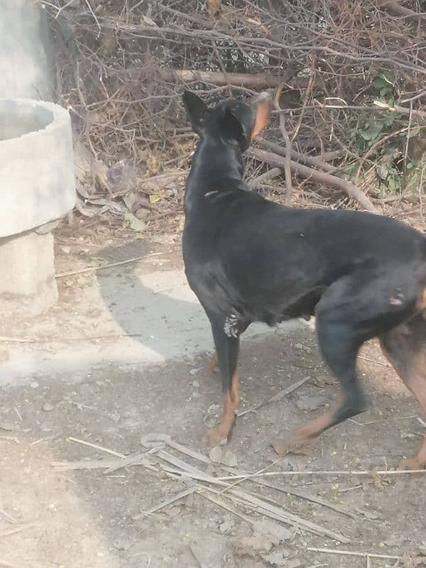 doberman breedr female gurantee breedr hy 1