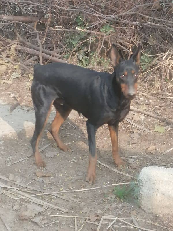 doberman breedr female gurantee breedr hy 2