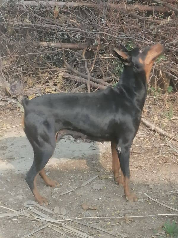 doberman breedr female gurantee breedr hy 3