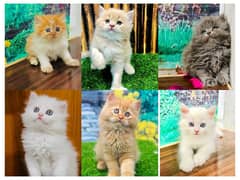 Persian hamalian british punch face piki face cat's and kitten's