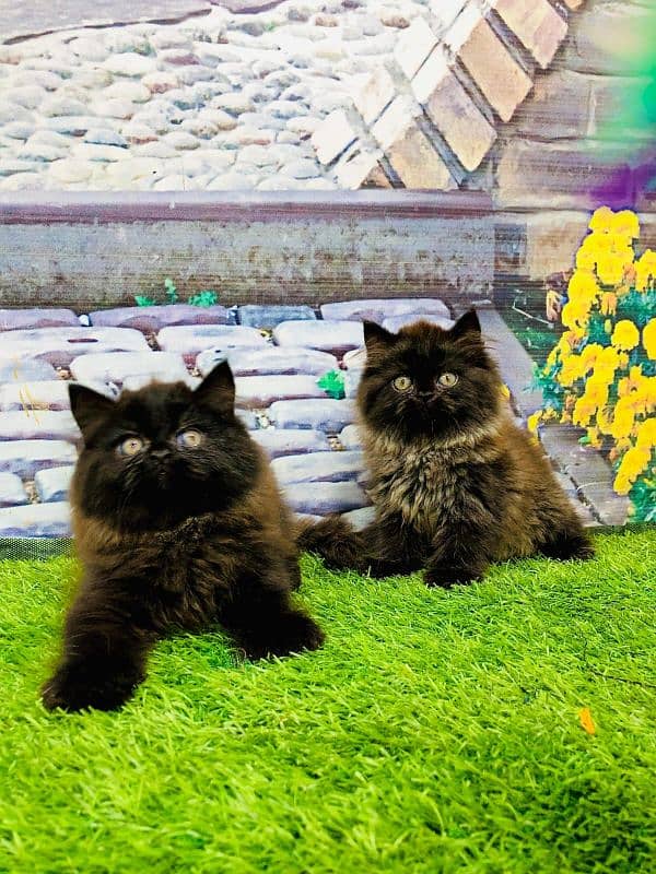 Persian hamalian british punch face piki face cat's and kitten's 1