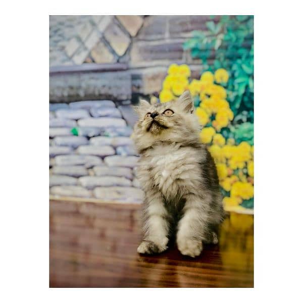 Persian hamalian british punch face piki face cat's and kitten's 9