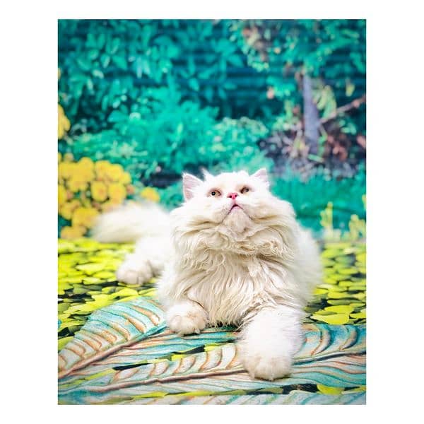 Persian hamalian british punch face piki face cat's and kitten's 12