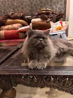 persian male cat