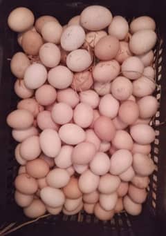 Desi eggs available,/33 per egg ,/desi murgi eggs