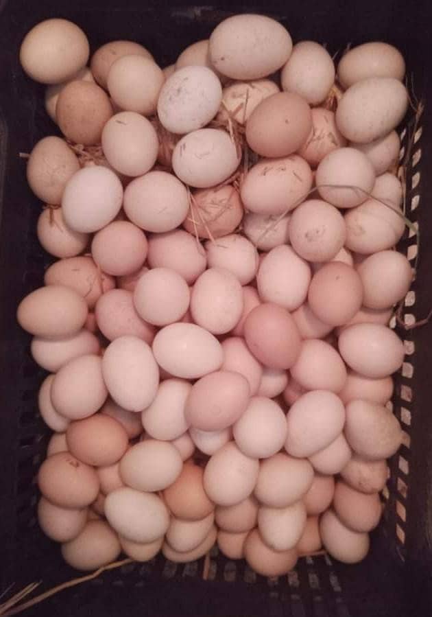 Desi eggs available,/33 per egg ,/desi murgi eggs 0