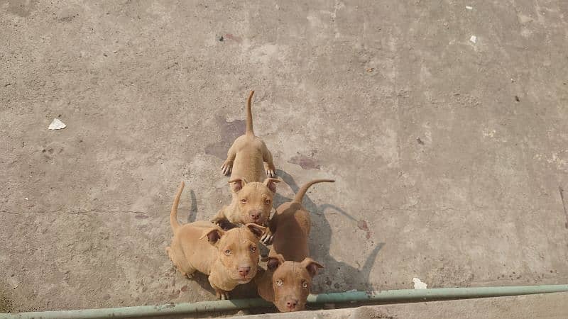 American Pitbull terrier puppies 0