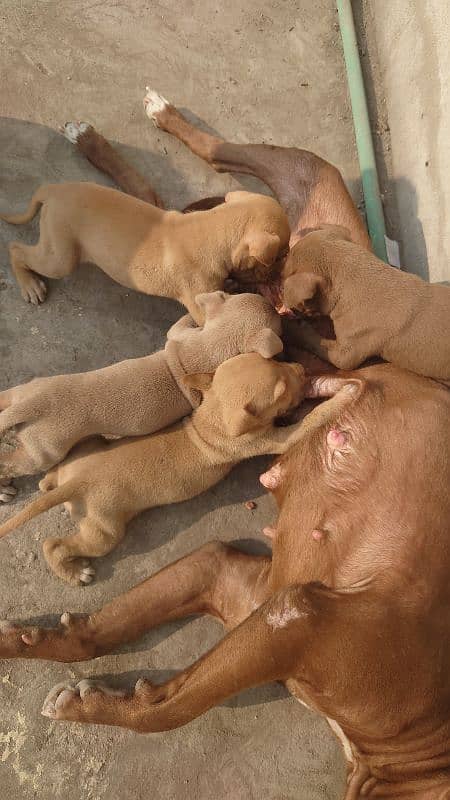 American Pitbull terrier puppies 1