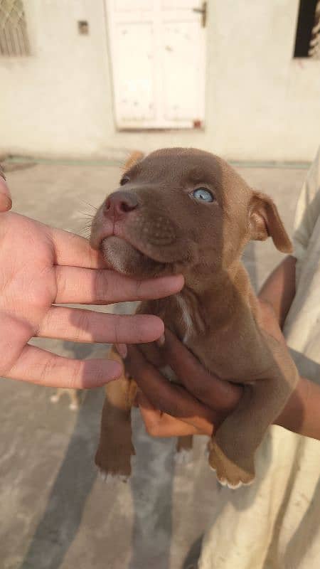 American Pitbull terrier puppies 2