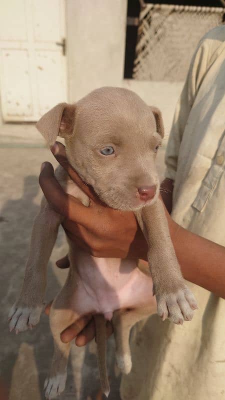 American Pitbull terrier puppies 3